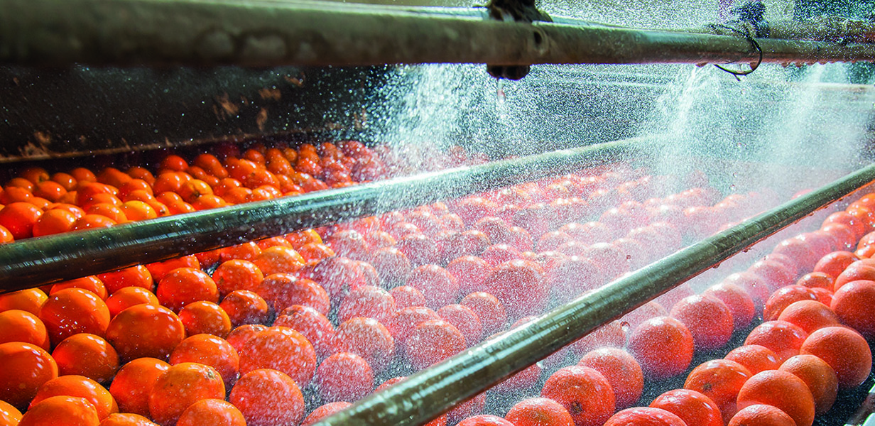 The process of washing and cleaning of citrus fruits in a modern production line