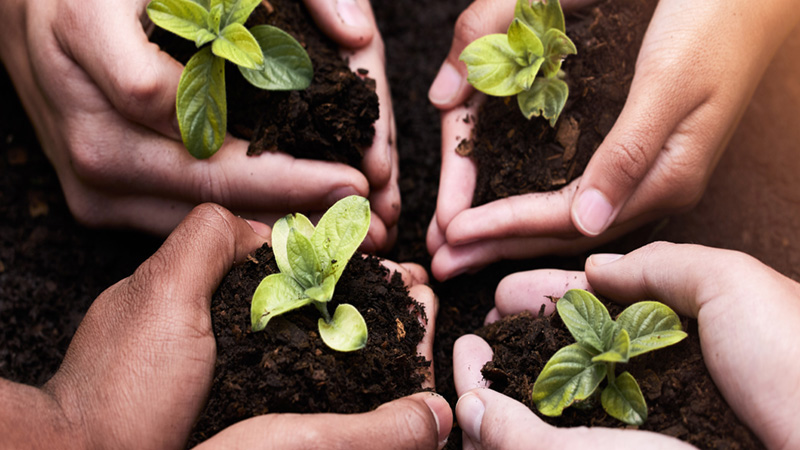 Hands of different races working together to plant green plants