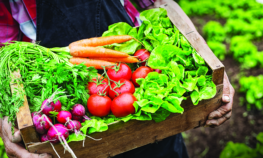 Old man's hands holding a crate full of fresh and raw vegetables-carrot, tomato, turnib, parsley, dill and lettuce. Field with lettuce plants on background.