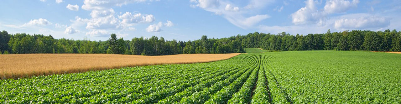Farm