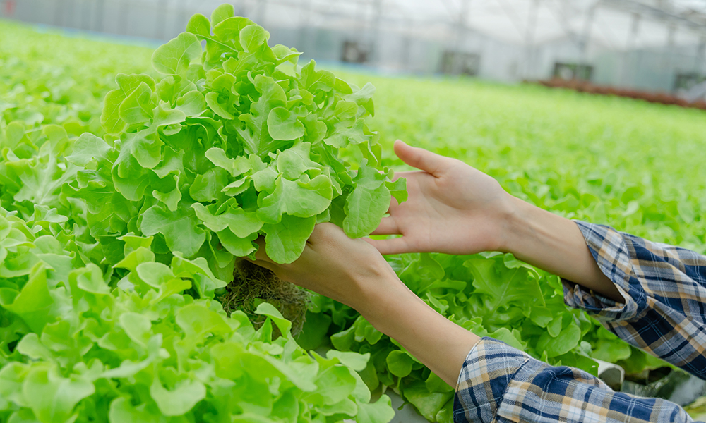 young woman farmer hands checking fresh green oak lettuce salad, organic hydroponic vegetable in greenhouse garden nursery farm, agriculture business, organic vegetable farm and healthy food concept