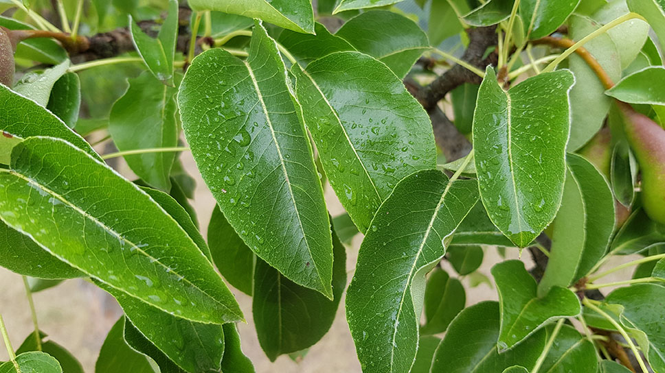 Shiny green pear leaves after rain. Fresh leaves of pear tree. Wet leaf texture. Polished leaf surface with rain drops closeup. Rainy day nature backdrop. Pear tree foliage background. Orchard garden